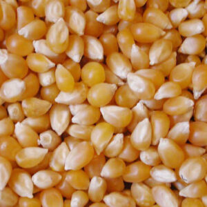 corn gluten meal