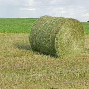 alfalfa hay