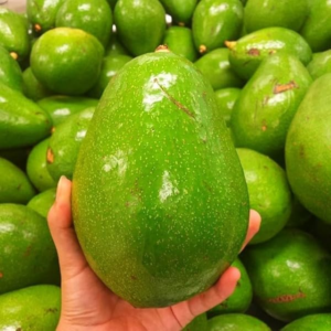 Fresh Premium Avocados
