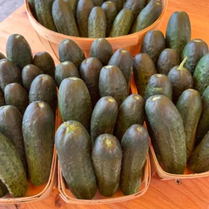 Cucumber