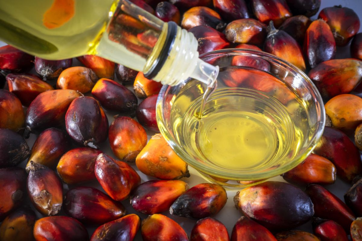 Refined Palm Oil - Image 3