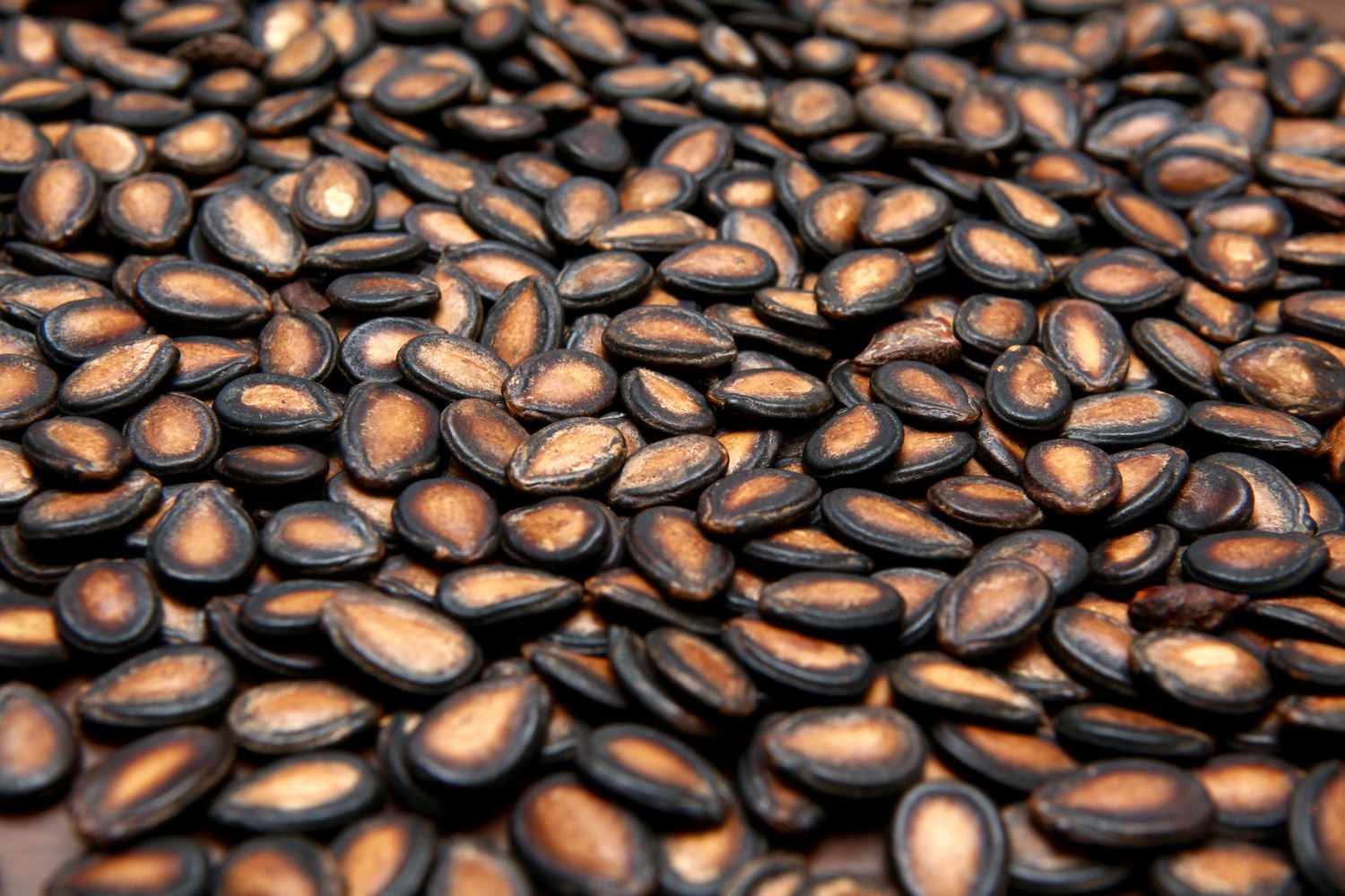 Watermelon Seeds - Image 2